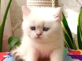 Mukemmel Guzellikteki British Shorthair Yavrularimiz 