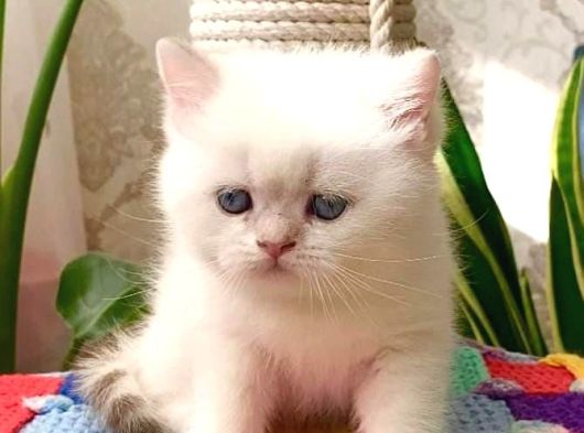 Mukemmel Guzellikteki British Shorthair Yavrularimiz  görsel