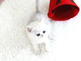 A Scr Belgeli British Shorthair Yavrularimiz 
