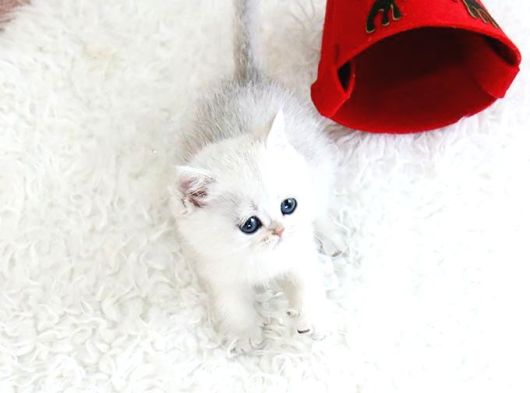 A Scr Belgeli British Shorthair Yavrularimiz  görsel