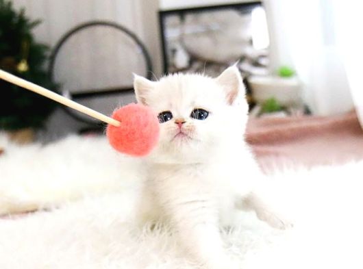 A Scr Belgeli British Shorthair Yavrularimiz  görsel