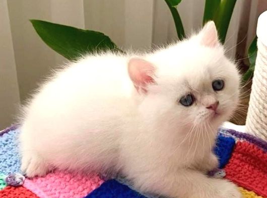Mukemmel Guzellikteki British Shorthair Yavrularimiz  görsel