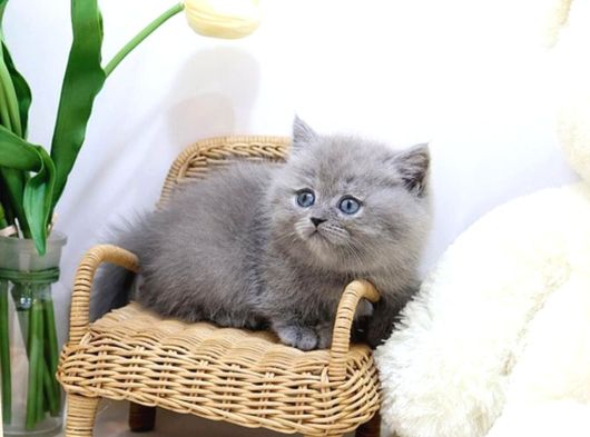 Mutluluk Deposu British Shorthair Yavrularim görsel