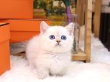 Sevecen British Shorthair Yavrularimiz 