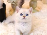 SEVECEN BRITISH SHORTHAIR YAVRULARIMIZ 