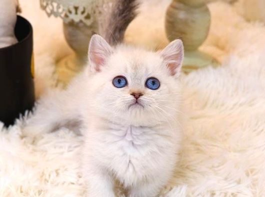 Sevecen British Shorthair Yavrularimiz 