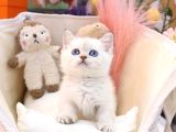 Sevecen British Shorthair Yavrularimiz 