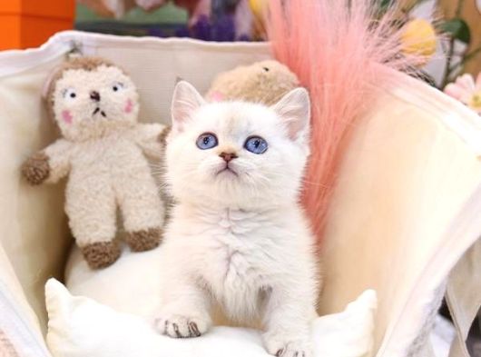 Sevecen British Shorthair Yavrularimiz  görsel