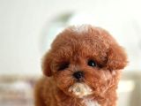 Sevgi Dolu Toy Poodle Yavrularim