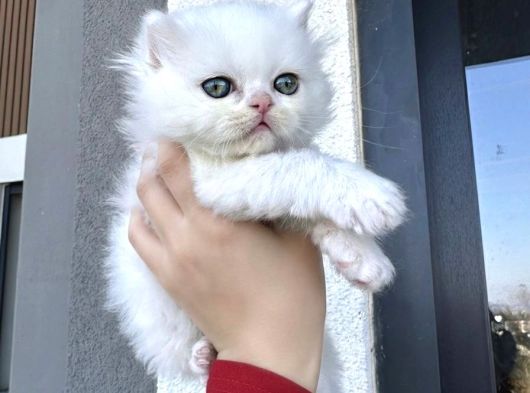 Üst Düzey Longhai̇r Bebekler görsel