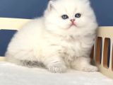 İpeksi tüylü Silver British Longhair
