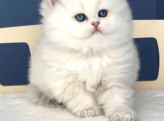 İpeksi Tüylü Silver British Longhair görsel