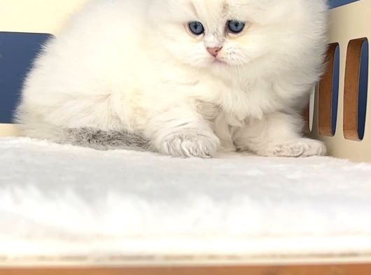 İpeksi Tüylü Silver British Longhair görsel