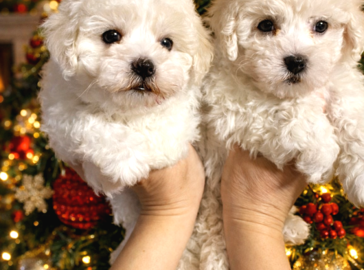 Safkan Bichon Frise Yavrularımız Sevgiyle Büyütülüyorlar görsel