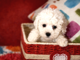 Safkan Bichon Frise Yavrularımız Sevgiyle Büyütülüyorlar