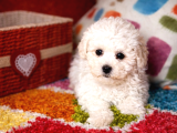 Safkan Bichon Frise Yavrularımız Sevgiyle Büyütülüyorlar