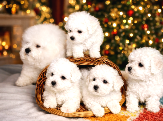 Safkan Bichon Frise Yavrularımız Sevgiyle Büyütülüyorlar