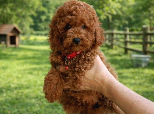 Ayıcık Surat Safkan Toy Poodle Yavrularımız görsel