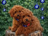 Ayıcık Surat Safkan Toy Poodle yavrularımız