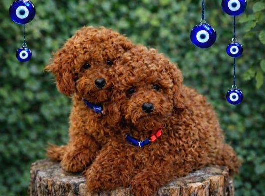 Ayıcık Surat Safkan Toy Poodle Yavrularımız