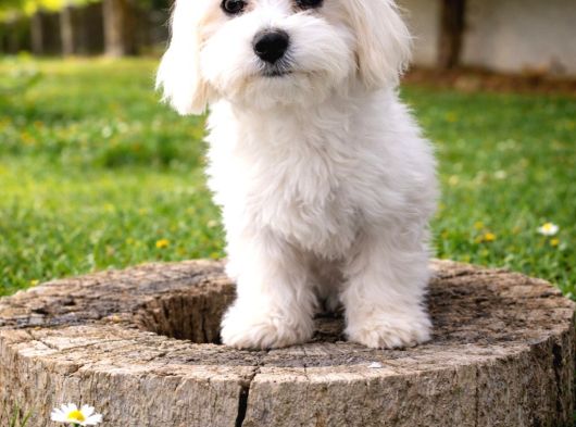 Maltese Yavrularımız görsel