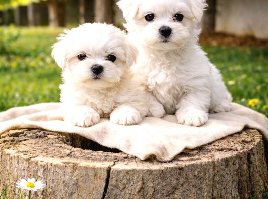 Maltese Yavrularımız görsel