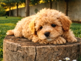 Maltipoo Yavrularımız