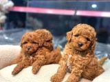 Bakanlık onaylı üretim çiftliğinden red Poodle yavrular