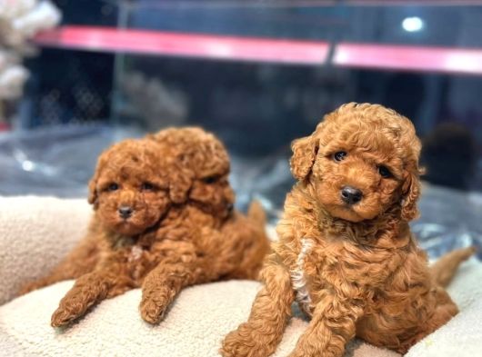 Bakanlık Onaylı Üretim Çiftliğinden Red Poodle Yavrular