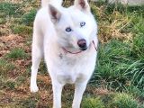 Husky köpeğimize bahçeli ev arıyoruz