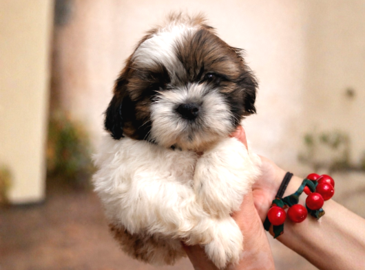 Özel Renk Shih Tzu Yavrularımız Yeni Evlerini Bekliyor