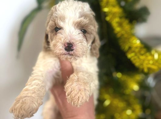 Malti̇poo Yavrularimiz Hazir görsel