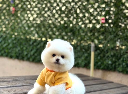 Teacup Ayi Surat Pomerani̇an Boo Yavrular görsel
