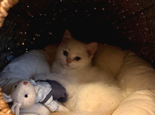 British Shorthair görsel