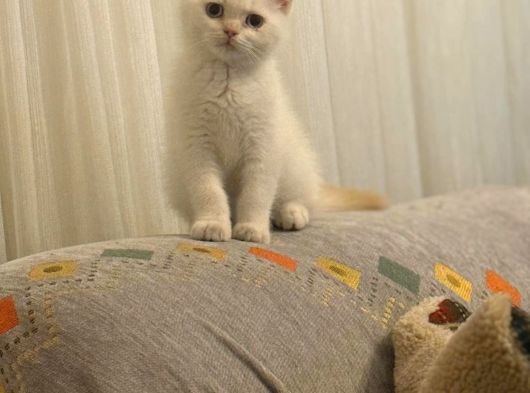 British Shorthair görsel