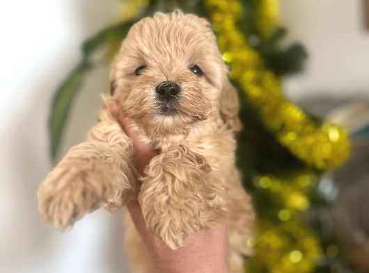 Malti̇poo Yavrularimiz Hazir görsel