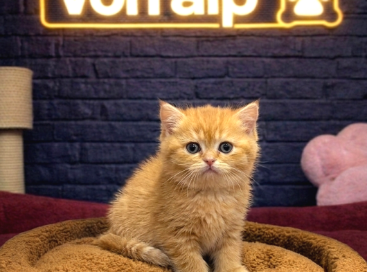Vonalp Pet Garantisiyle Efsane Güzelli̇kte Bri̇ti̇sh Shorthai̇r