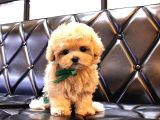 MALTIPOO BEBEKLERIM kOREAN