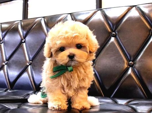 Maltipoo Bebeklerim Korean
