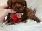 RUHSATLI KÖPEK ÇİFTLİĞİNDEN TOYPOODLE YAVRULARIMIZ