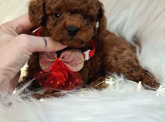 Ruhsatli Köpek Çi̇ftli̇ği̇nden Toypoodle Yavrularimiz