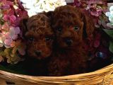Ruhsatli Köpek Çi̇ftli̇ği̇nden Toypoodle Yavrularimiz
