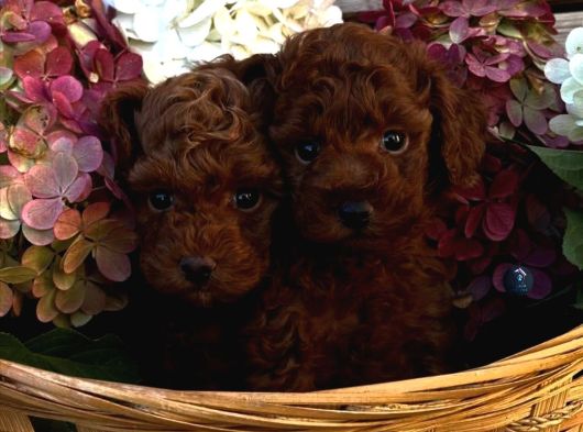 Ruhsatli Köpek Çi̇ftli̇ği̇nden Toypoodle Yavrularimiz görsel