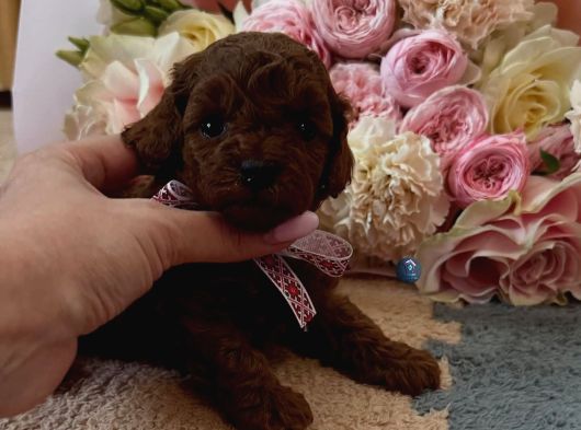 Ruhsatli Köpek Çi̇ftli̇ği̇nden Toypoodle Yavrularimiz görsel