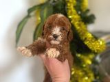 MALTİPOO YAVRULARIMIZ HAZIR