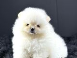 Teddy Bear Pomerani̇an Yavrulari