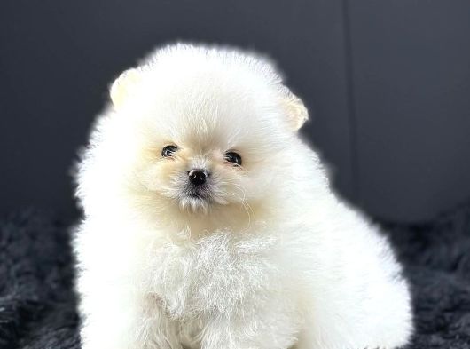 Teddy Bear Pomerani̇an Yavrulari görsel
