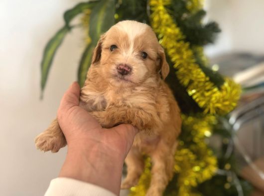 Malti̇poo Yavrularimiz Hazir görsel
