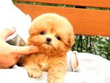 Maltipoo Bebeklerim Korean