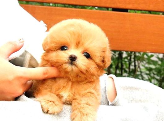 Maltipoo Bebeklerim Korean görsel